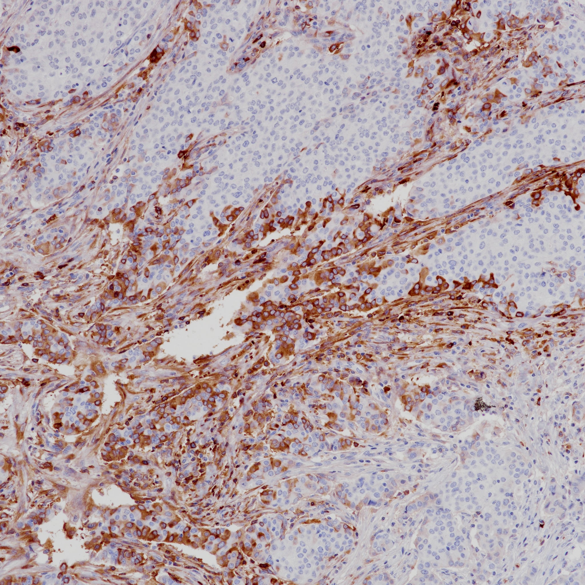Anti-Hemoglobin alpha chain Rabbit Monoclonal Antibody
