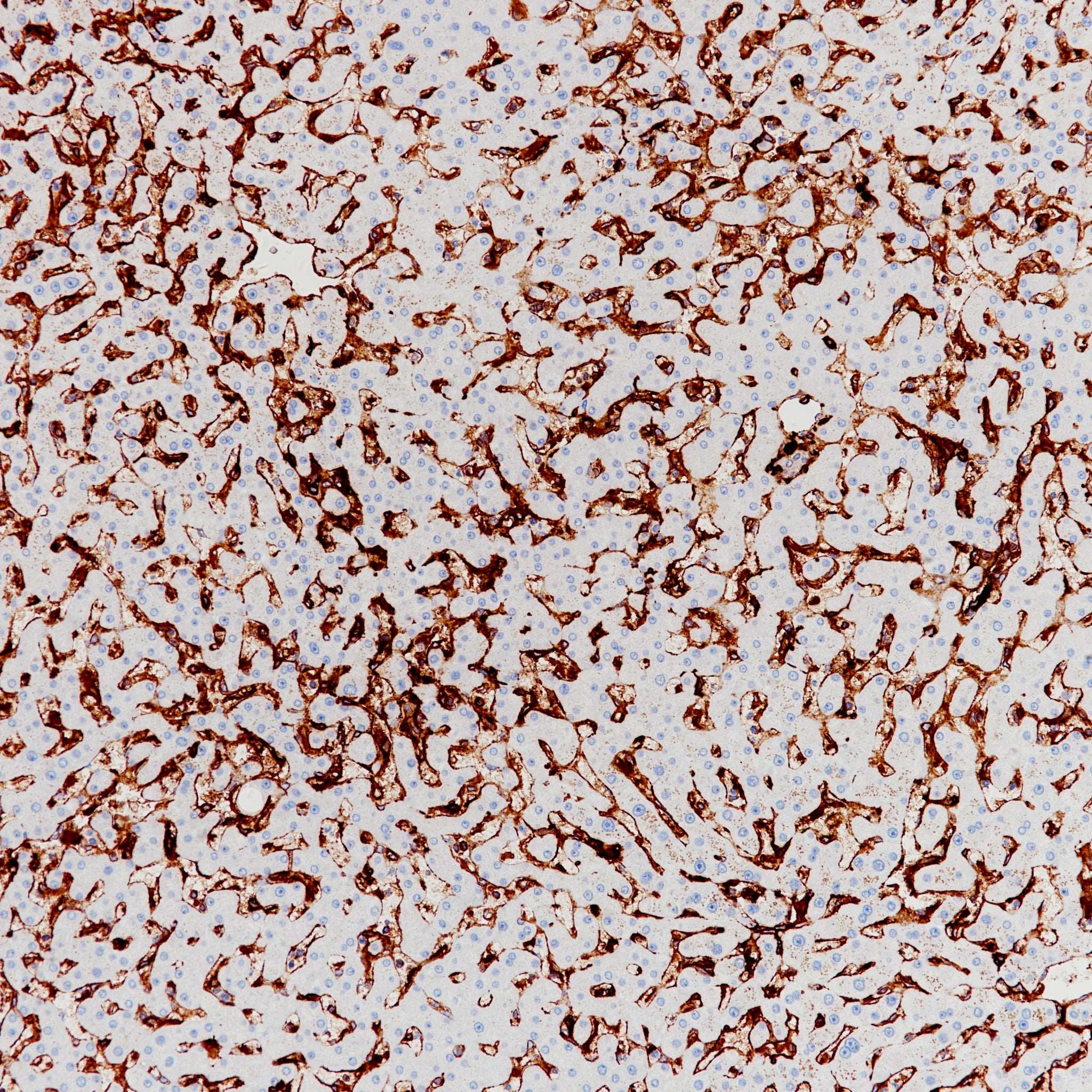 Anti-MHC ? Rabbit Monoclonal Antibody