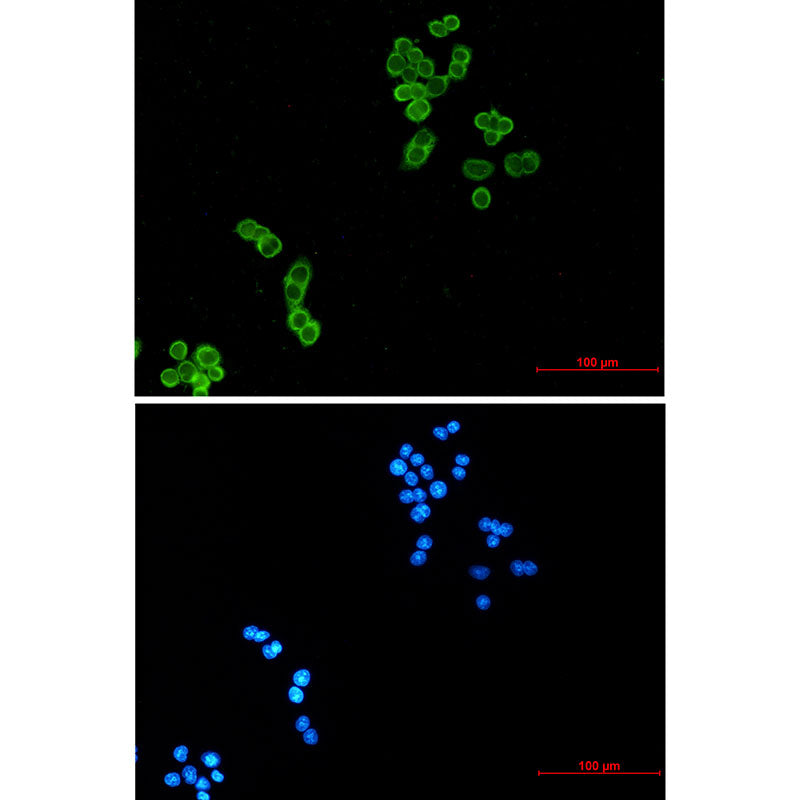 Anti-Thioredoxin Rabbit Monoclonal Antibody