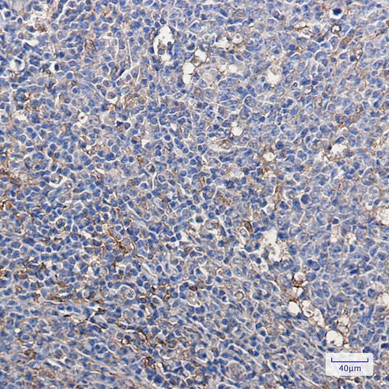 Anti-Thioredoxin Rabbit Monoclonal Antibody