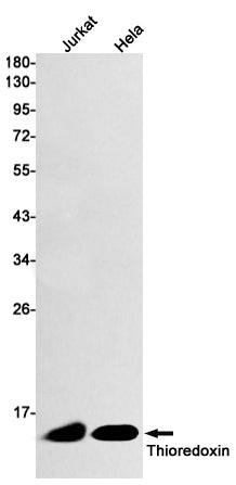 Anti-Thioredoxin Rabbit Monoclonal Antibody