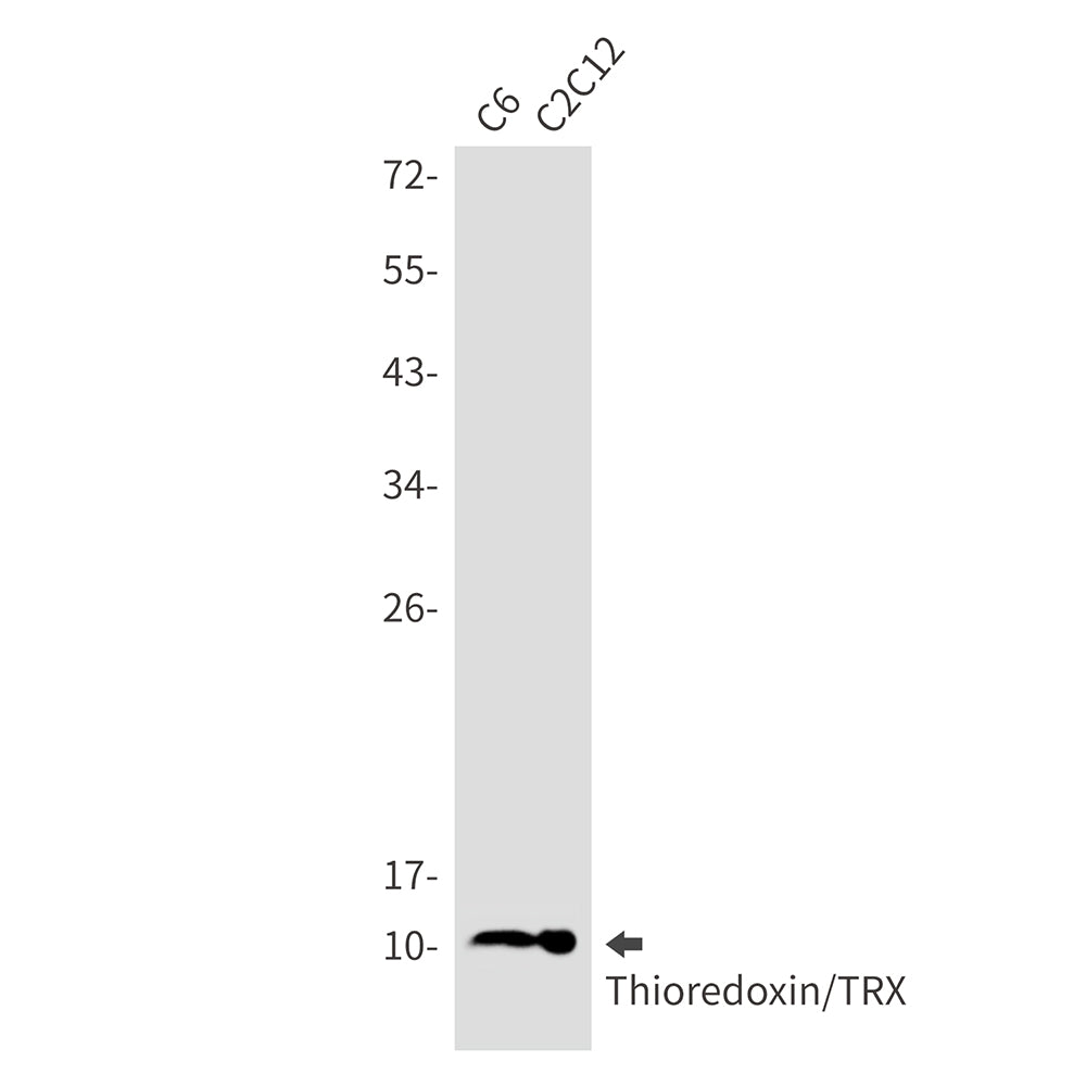 Anti-Thioredoxin Rabbit Monoclonal Antibody