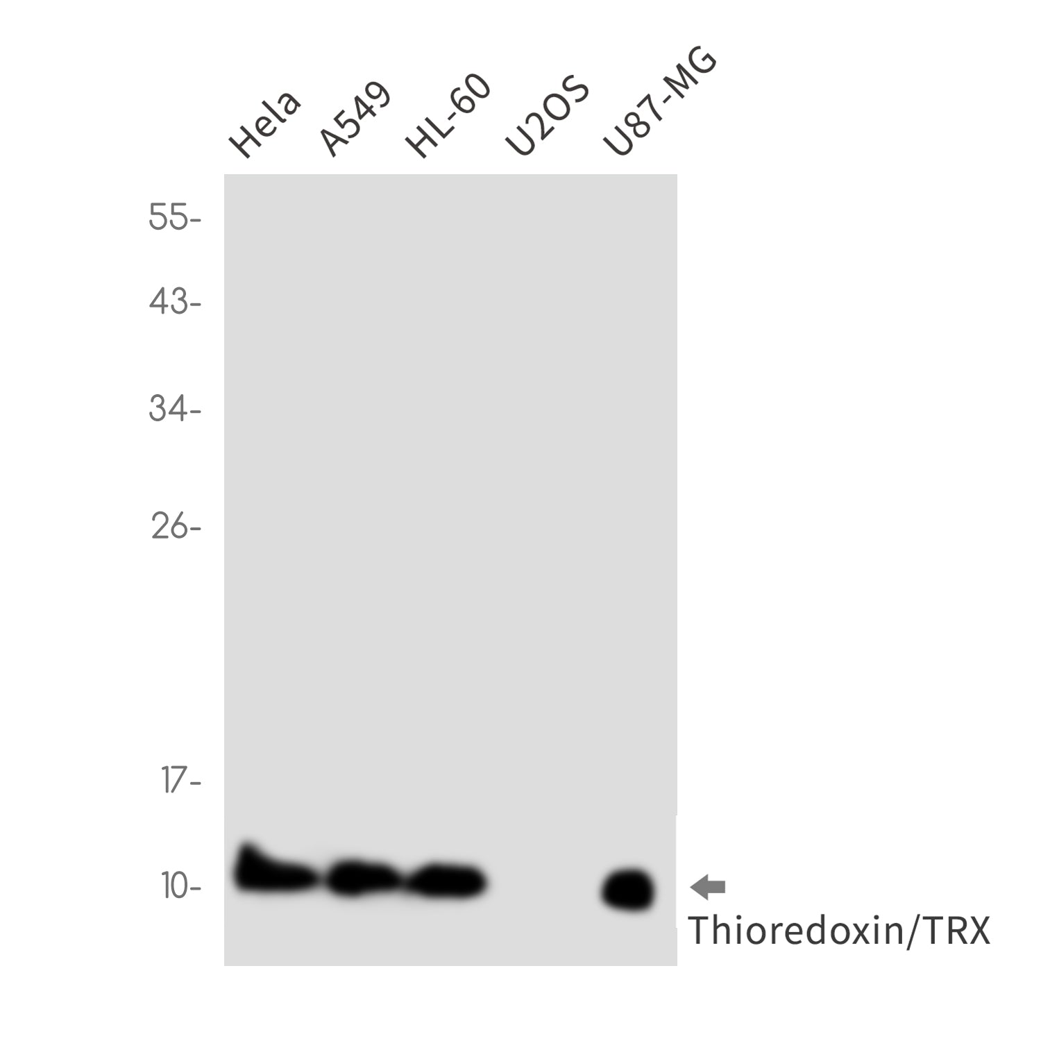 Anti-Thioredoxin Rabbit Monoclonal Antibody