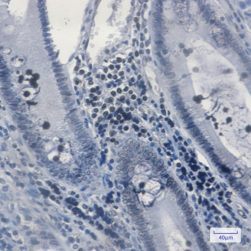 Anti-MGMT Rabbit Monoclonal Antibody