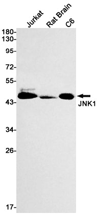 Anti-JNK1 Rabbit Monoclonal Antibody