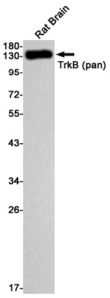 Anti-Trk B Rabbit Monoclonal Antibody