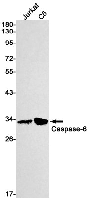 Anti-Caspase 6 Rabbit Monoclonal Antibody