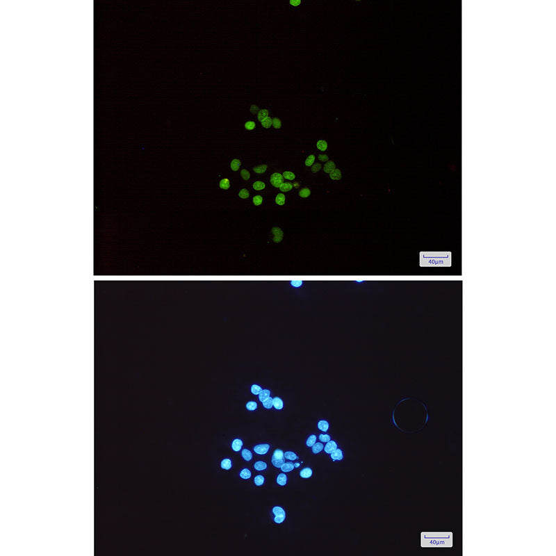 Anti-MCM3 Rabbit Monoclonal Antibody