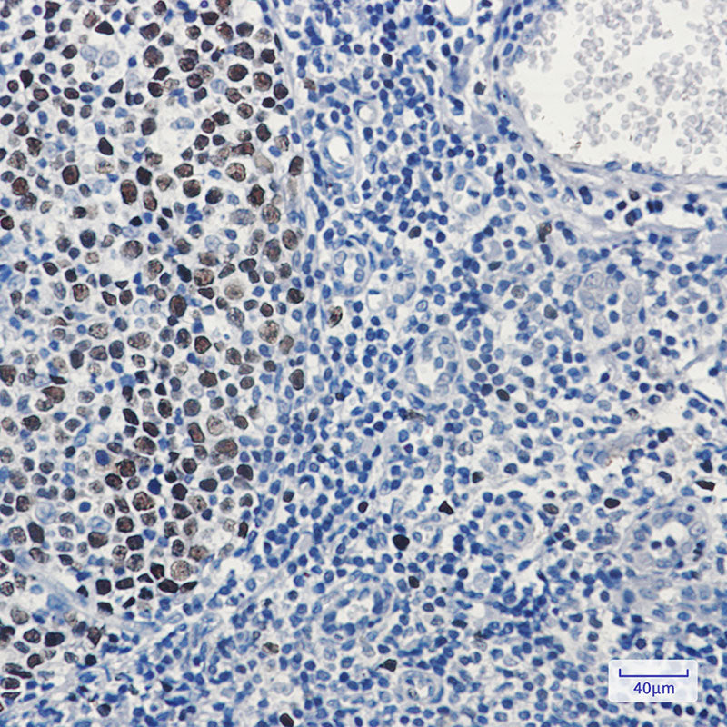 Anti-MCM3 Rabbit Monoclonal Antibody