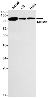 Anti-MCM3 Rabbit Monoclonal Antibody