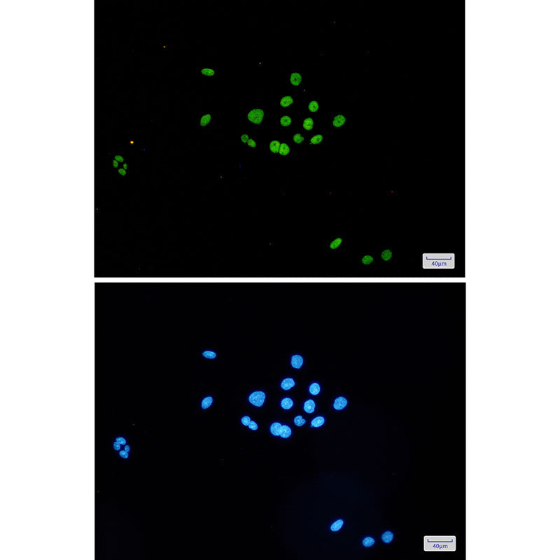 Anti-MCM6 Rabbit Monoclonal Antibody
