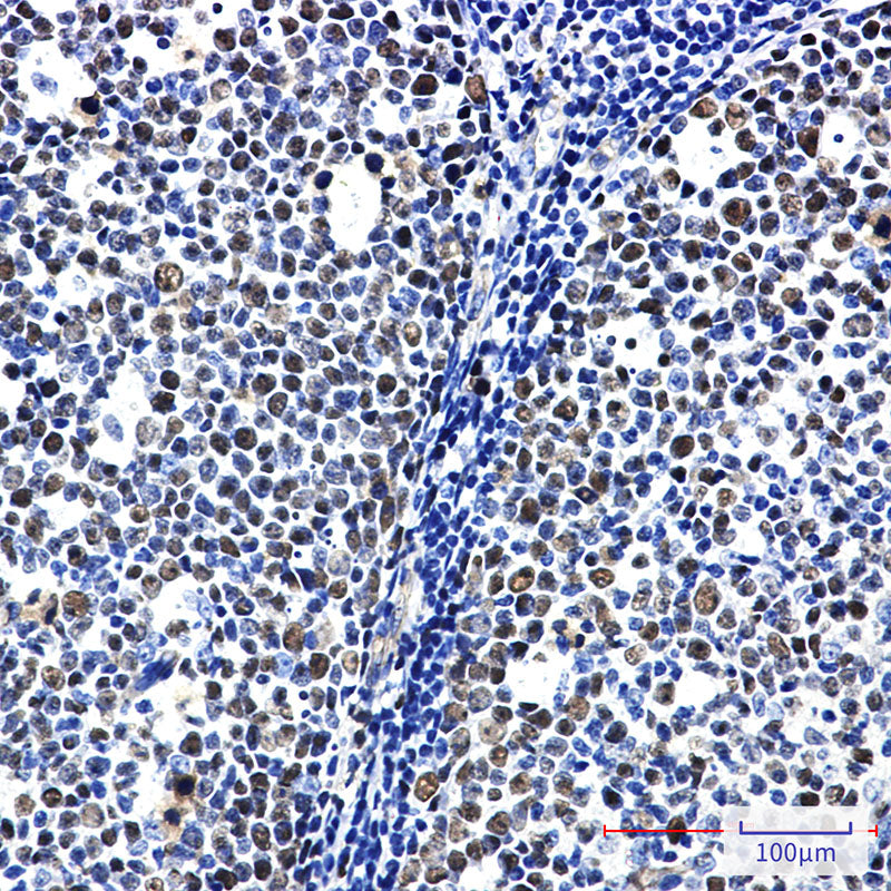 Anti-MCM6 Rabbit Monoclonal Antibody