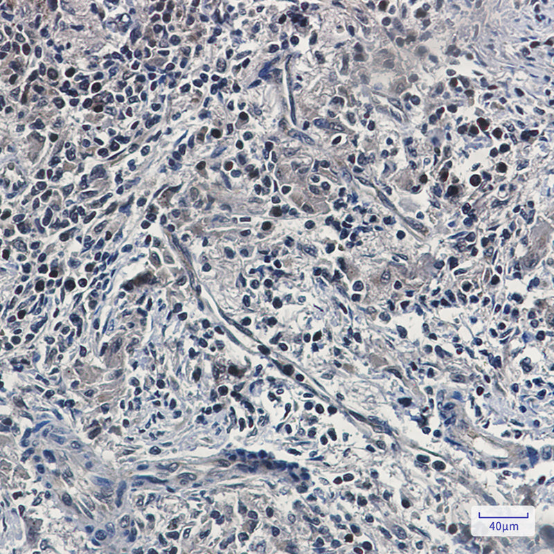 Anti-UFM1 Rabbit Monoclonal Antibody