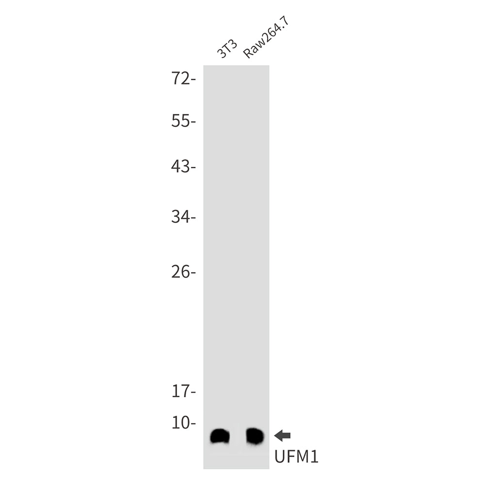 Anti-UFM1 Rabbit Monoclonal Antibody