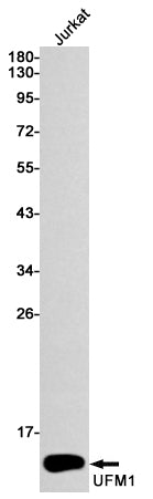 Anti-UFM1 Rabbit Monoclonal Antibody