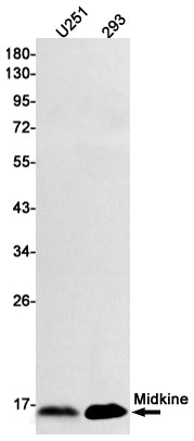 Anti-Midkine Rabbit Monoclonal Antibody