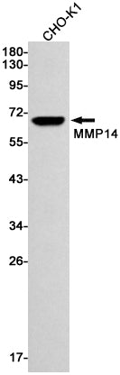 Anti-MMP14 Rabbit Monoclonal Antibody
