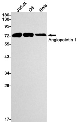 Anti-Angiopoietin 1 Rabbit Monoclonal Antibody