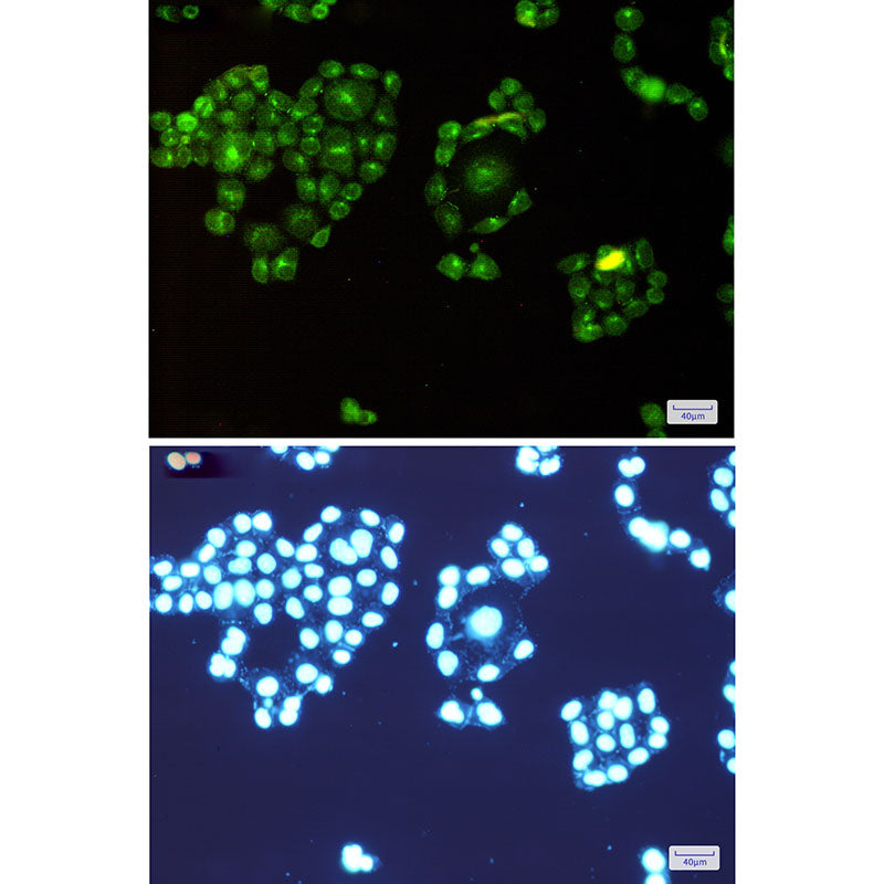 Anti-Rab8A Rabbit Monoclonal Antibody