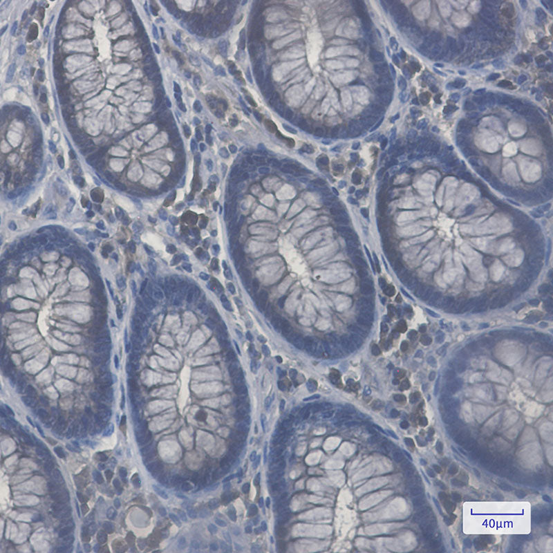 Anti-Rab8A Rabbit Monoclonal Antibody