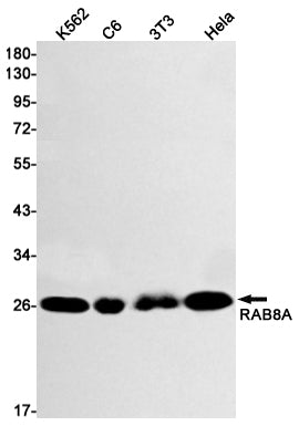 Anti-Rab8A Rabbit Monoclonal Antibody