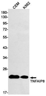 Anti-TNFAIP8 Rabbit Monoclonal Antibody