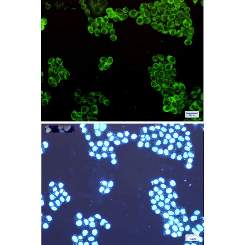Anti-Tryptophan tRNA Ligase Rabbit Monoclonal Antibody