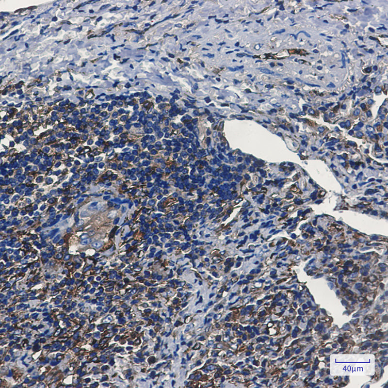 Anti-Tryptophan tRNA Ligase Rabbit Monoclonal Antibody