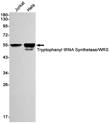 Anti-Tryptophan tRNA Ligase Rabbit Monoclonal Antibody