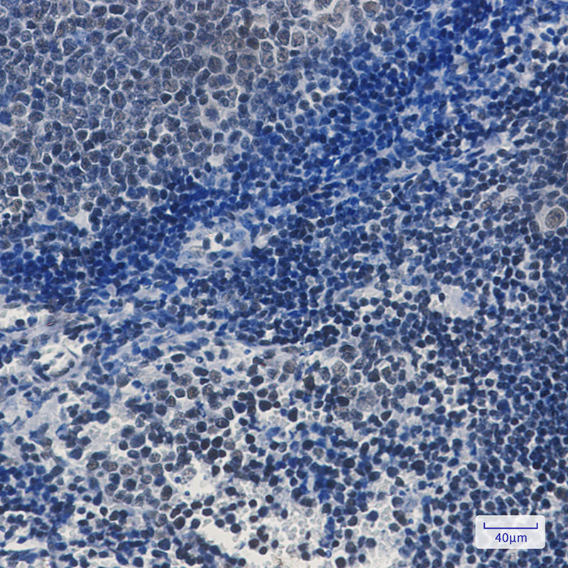 Anti-TAF3 Rabbit Monoclonal Antibody