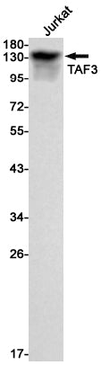 Anti-TAF3 Rabbit Monoclonal Antibody