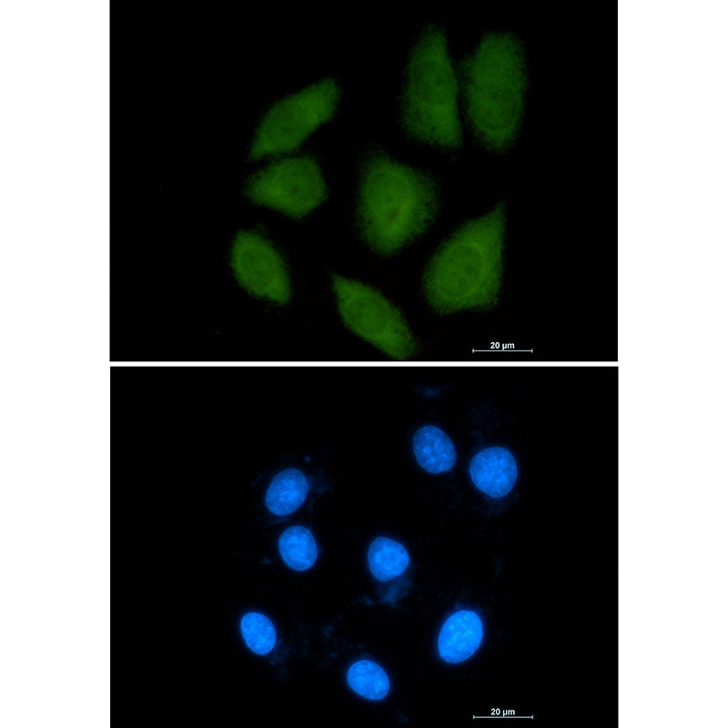 Anti-Importin 9 Rabbit Monoclonal Antibody
