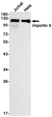 Anti-Importin 9 Rabbit Monoclonal Antibody