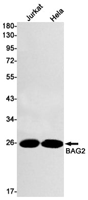 Anti-BAG2 Rabbit Monoclonal Antibody