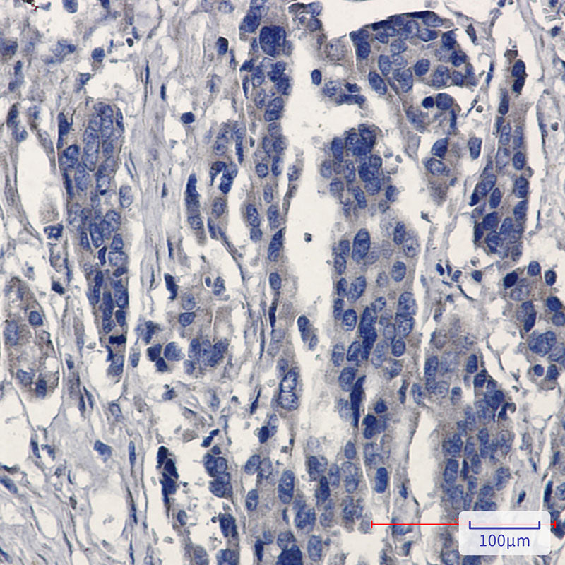 Anti-MGST1 Rabbit Monoclonal Antibody