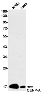 Anti-CENPA Rabbit Monoclonal Antibody