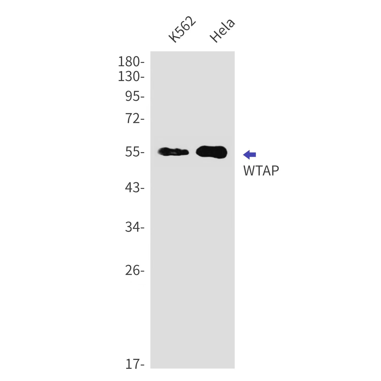 Anti-WTAP Rabbit Monoclonal Antibody