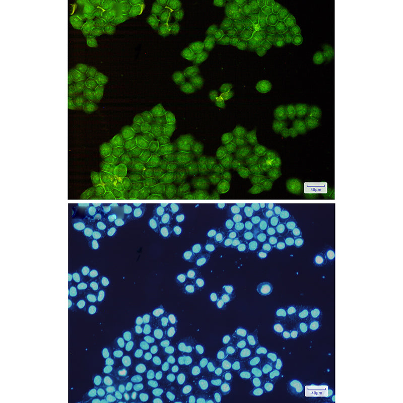Anti-Annexin VI Rabbit Monoclonal Antibody