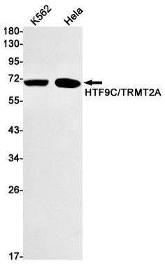 Anti-TRMT2A Rabbit Monoclonal Antibody