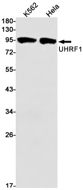 Anti-UHRF1 Rabbit Monoclonal Antibody