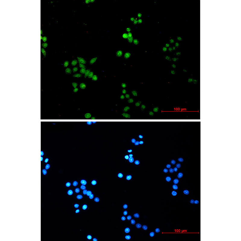 Anti-COPS8 Rabbit Monoclonal Antibody