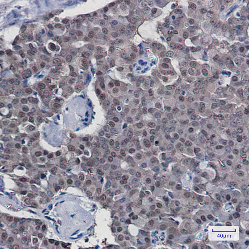 Anti-COPS8 Rabbit Monoclonal Antibody