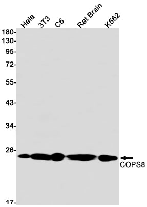 Anti-COPS8 Rabbit Monoclonal Antibody