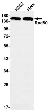 Anti-Rad50 Rabbit Monoclonal Antibody