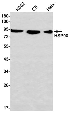 Anti-Hsp90 alpha Rabbit Monoclonal Antibody