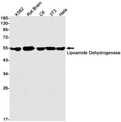Anti-Lipoamide Dehydrogenase Rabbit Monoclonal Antibody