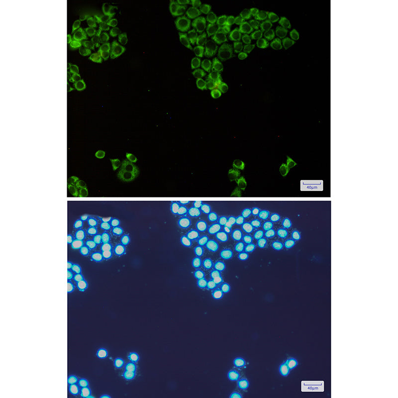 Anti-PKR Rabbit Monoclonal Antibody