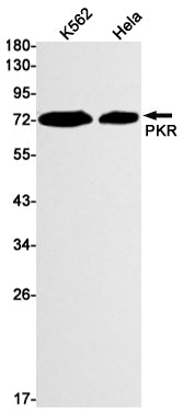 Anti-PKR Rabbit Monoclonal Antibody