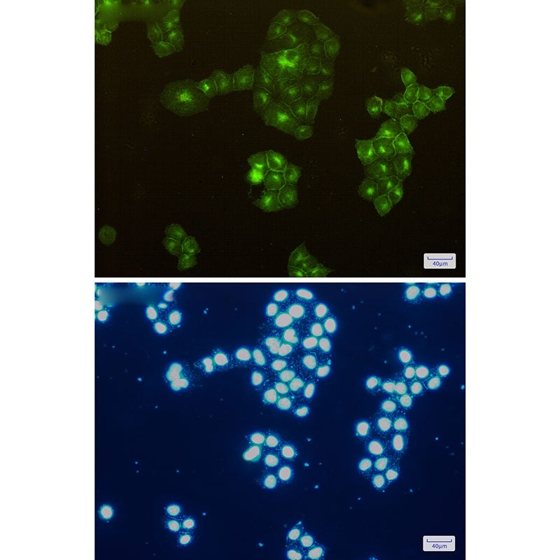 Anti-CD13 Rabbit Monoclonal Antibody