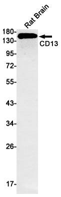 Anti-CD13 Rabbit Monoclonal Antibody